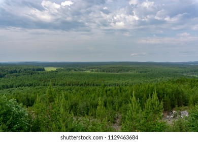 forest view from the mountain