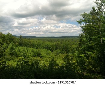 Forest View from Mountain