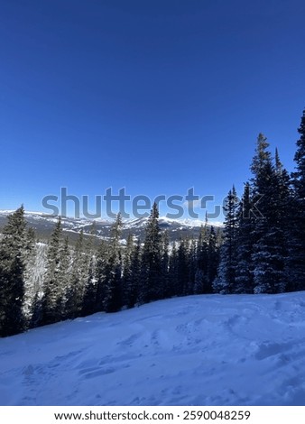 forest view on the mountaing