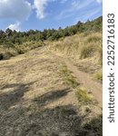 Forest view with trees in the background