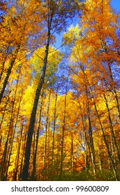 Forest View Trees of Yellow