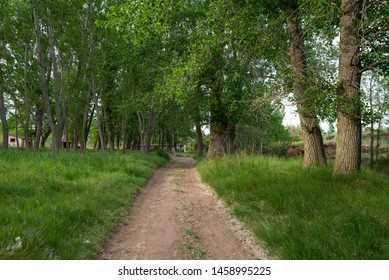 Forest In The Village Of Valvona De Teruel, Spain