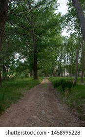 Forest In The Village Of Valvona De Teruel, Spain