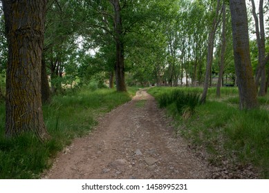 Forest In The Village Of Valvona De Teruel, Spain