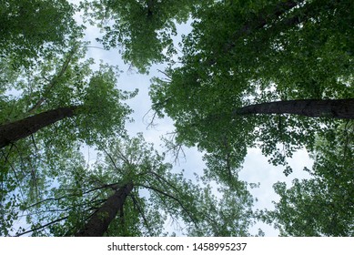 Forest In The Village Of Valvona De Teruel, Spain