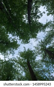 Forest In The Village Of Valvona De Teruel, Spain