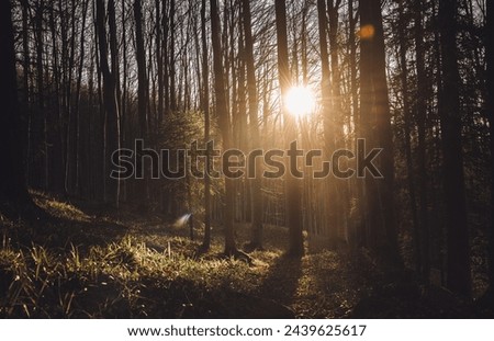 Forest in Vitosha Mountain during sunset