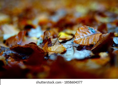 Wald spazieren verschiedene Herbstblätter