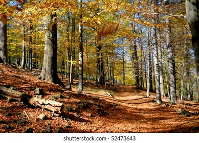 Forest walk in the sunshine in autumn.