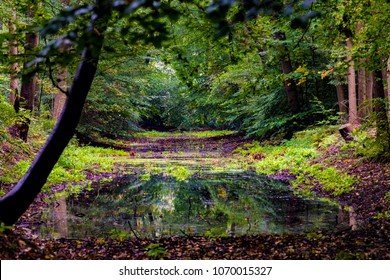 Forest water with reflection