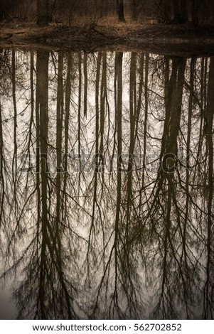 Similar – Mirrored Tree Reflection