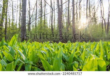 Similar – Image, Stock Photo celery Food Vegetable