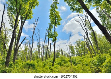 The Forest Where There Was A Fire Five Years Ago.