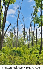 The Forest Where There Was A Fire Five Years Ago.