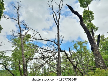 The Forest Where There Was A Fire Five Years Ago.