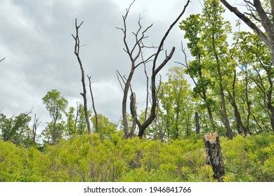 The Forest Where There Was A Fire Five Years Ago.