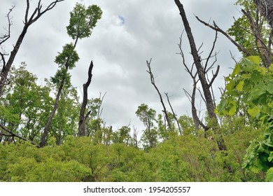 The Forest Where There Was A Fire Five Years Ago.