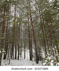   forest in which pine trees grow. Photo of a large palynomcloseup in the winter season