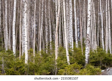 Forest With White Birch Trunks And Small Spruce Trees On The Forest Floor. Ringsaker, Norway, April 29. 2022