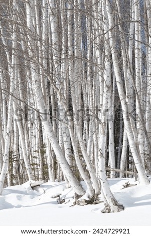 Forest of white silver birch tree trunks in winter
