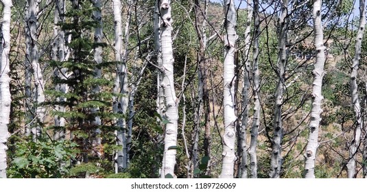 forest white trees
