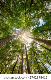 forest whose trees reach toward the sky. sun shines through trees, creating beautiful peaceful atmosphere. Ibackground for page design, banner template, or wallpaper, vertical image.