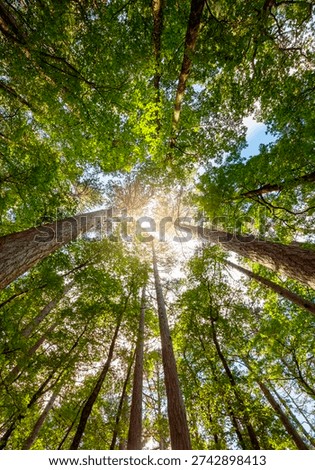 forest whose trees reach toward the sky. sun shines through trees, creating beautiful peaceful atmosphere. Ibackground for page design, banner template, or wallpaper, vertical image.