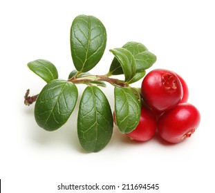 Forest Wild Berry Cowberry With Leaves Isolated.