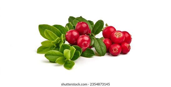 Forest wild berry cowberry with leaves, isolated on white background