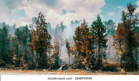 Forest Wildfire In Central Borneo Peatland