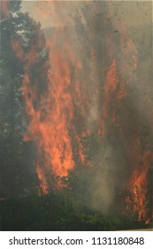 Forest Wildfire Close Shot, Day