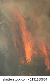 Forest Wildfire Close Shot, Day