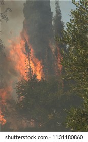 Forest Wildfire Close Shot, Day