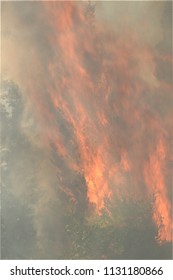 Forest Wildfire Close Shot, Day