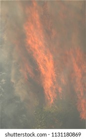 Forest Wildfire Close Shot, Day