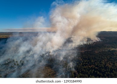 Forest Wildfire Smoke