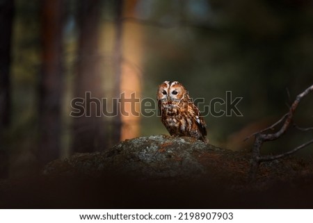 Forest wildlife. Tawny owl sitting on the stone n forest. Clear green background. Beautiful animal in the nature. Bird in Poland forest. Wildlife scene from dark spruce tree. Mystic bird in habitat.