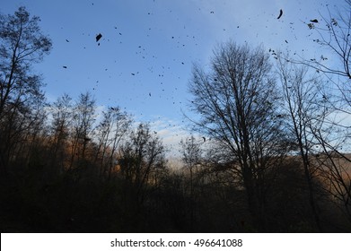 木枯らし イラスト の写真素材 画像 写真 Shutterstock