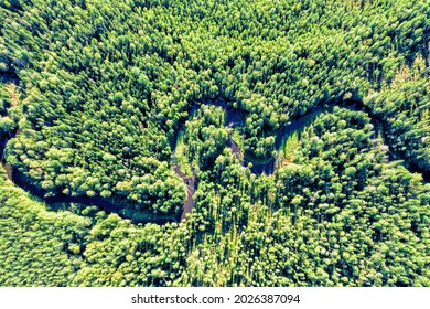 Forest With A Winding River. Aerial Photography With A Drone.