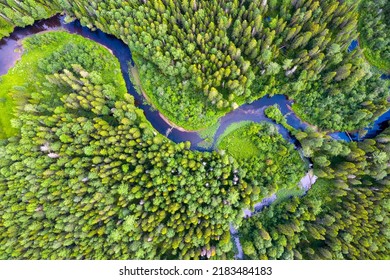 Forest With A Winding River. Aerial Photography With A Drone.