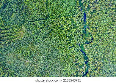 Forest With A Winding River. Aerial Photography With A Drone.