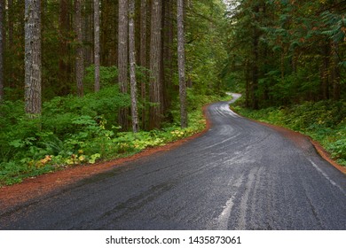 Forest Winding Road After Rain.
Washington, USA Pacific Northwest.