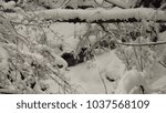 forest in winter
