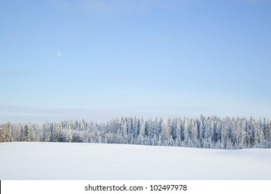 Forest In Winter