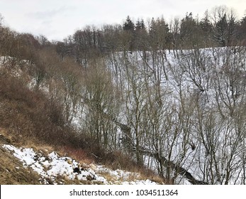 Forest in winter