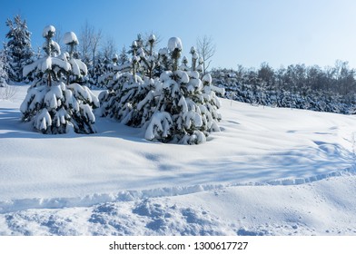 forest in winter