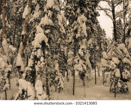 Similar – Image, Stock Photo jaw Environment Nature