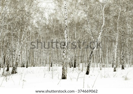 Similar – Image, Stock Photo Lost in Winter Environment