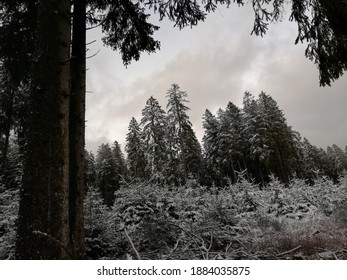 Forest in winter in the Eifel