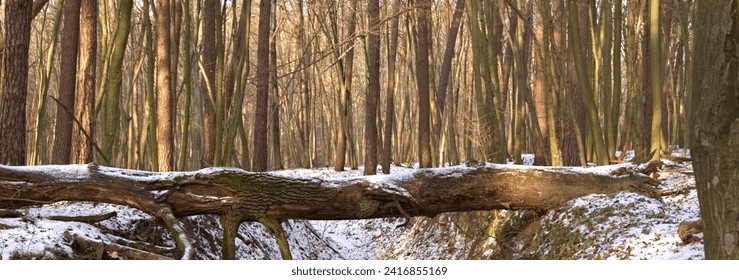 Forest winter landscape. Ravine in the forest. Fallen trees over the ravine. Roztocze Poland. - Powered by Shutterstock